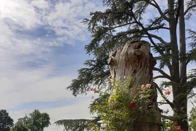 Guided tour of the park of Villa Reale di Marlia