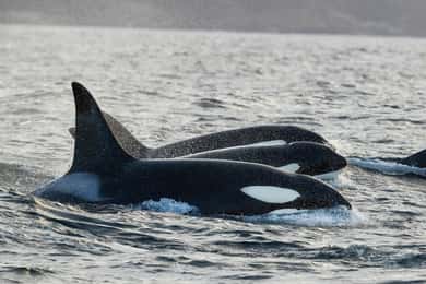 Tromsø: Värmd båttur för att se späckhuggare och valar