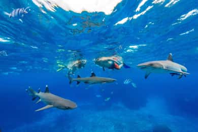 Fiji: Ultimate Encounters Snorkel Trip with Lunch - Full Day