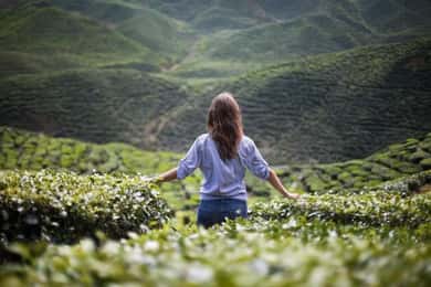 Cameron Highlands Private Tour with Tea Plantation Visit