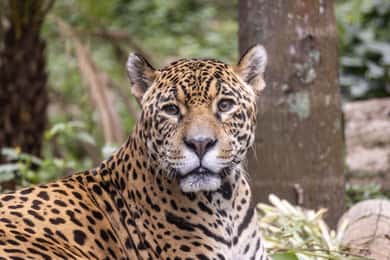 São Paulo: São Paulo Állatkert belépőjegy