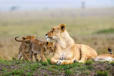 Nairobi National Park Evening Game Drive