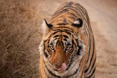 From Jaipur: Sariska National Park Day trip with Safari