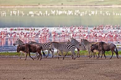 5 Days Group Serengeti, Ngorongoro & Tarangire Safari