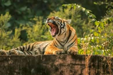 Desde Delhi : 6 Días Delhi, Jaipur, Agra y Ranthambore en Coche