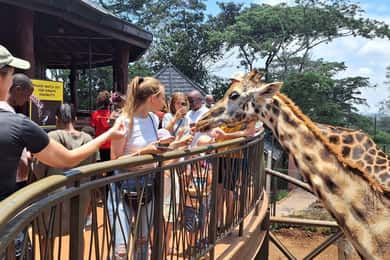 Giraffe Centre and David Sheldrick Elephant Orphanage Tour