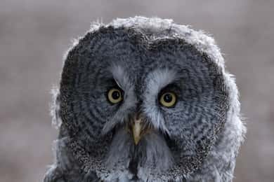 York Bird of Prey Centre Entry Ticket