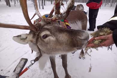 Saariselkä: Revontulet ja porokelkkaretki