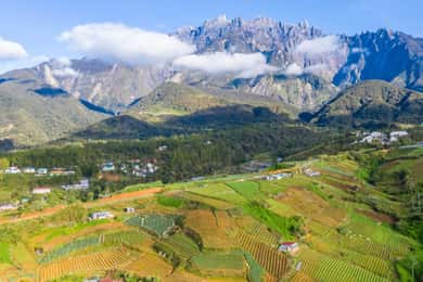 Kundasang: Dagstur med Desa Dairy Farm og Alpaca Club