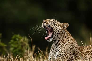 Value Tour: One Day Safari Trip to Yala & Udawalawe w/ Lunch