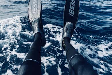 Ocean Safari in San Jose del Cabo