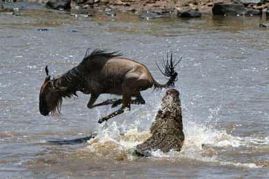 From Nairobi :3 days 2 nights Masai Mara Group 4WD Safari