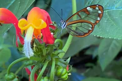 Boquete: Guided hikes through the cloud forest