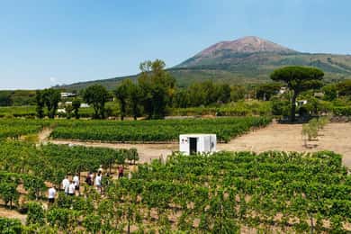 From Naples: Wine Tasting Tour on Vesuvius Slopes with Lunch