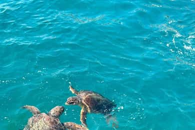 Zakynthos: Turtle Spotting Cruise with Glass-Bottom Boat