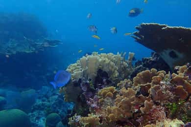Roatan: Snorkeling and Beach Break Tour