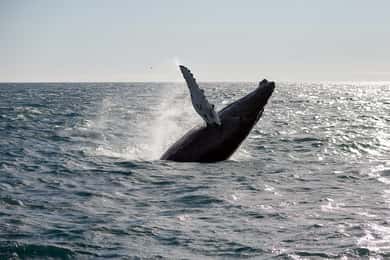 Von Reykjavik aus: Whale Watching Tour