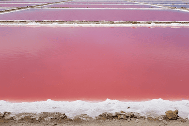 CARTAGENA: Totumo Volcano and Galerazamba Salt Flats (Pink Sea) Tour!