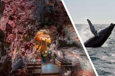 Reikiavik: Tour combinado de avistamiento de ballenas y túneles de lava