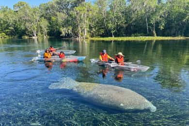 Silver Springs: Manatees and Monkeys Clear Kayak Guided Tour