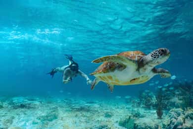 Tulum, Nado con tortugas en Akumal, Cenote + Comida y Club de playa