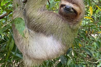 Manuel Antonio National Park Guided Tour (ticket included)