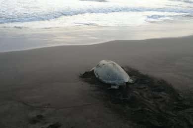 Tortuguero: De Majestueuze Groene Schildpad Nesteltour