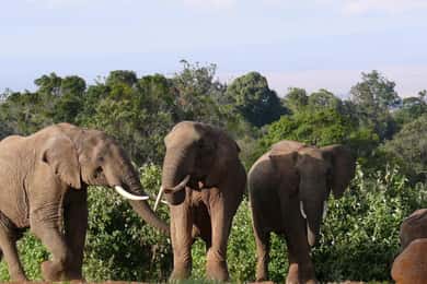 Explore Aberdare:See Big 5, Waterfalls & Camping in the wild