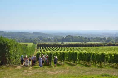 Kent: Yotes Court Vineyard Tour und Verkostung