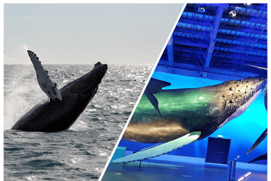 Reykjavik: Whale Watching Excursion & Whale Exhibition