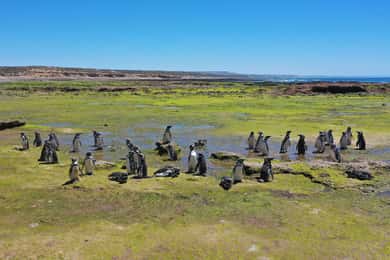 Punta Tombo for cruise-ship passengers