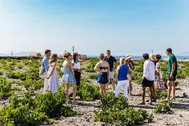 Santorini: excursão vinícola ao pôr do sol para grupos pequenos com a vinícola Santo