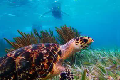 Cancún: Excursão de snorkeling aos recifes de Puerto Morelos e almoço à beira-mar