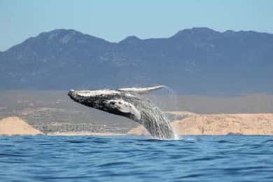 San José del Cabo: Walvissen kijken