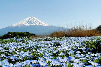 Yokohama Port: Mt. Fuji Private tour/Green License Plates