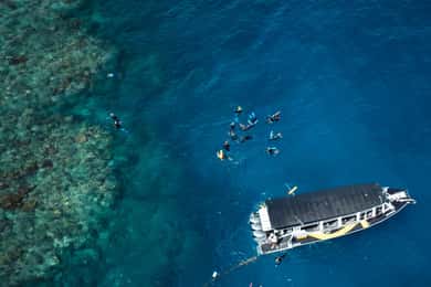 From Cairns: Great Barrier Reef Half-Day Snorkeling Tour