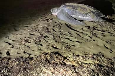 Sköldpaddsutflykt i Tortuguero nationalpark *** DEN BÄSTA***