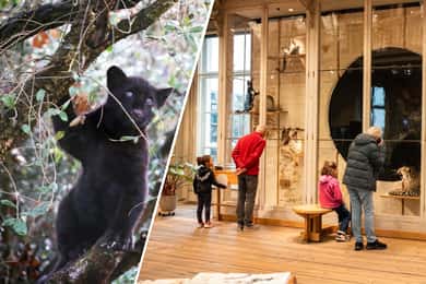 Ingresso para o ARTIS Royal Zoo e ARTIS Groote Museum