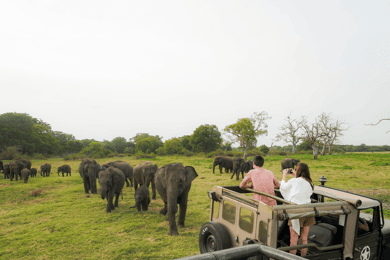 Parque Nacional Kaudulla Safári de jipe de meio dia no Sri Lanka