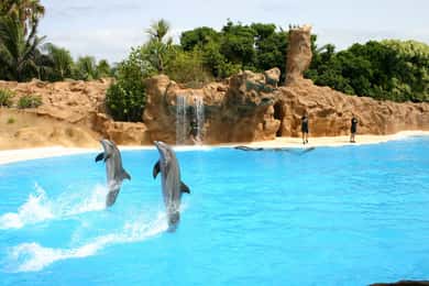 Alanya: Sealanya Dolphinpark Yunus Gösterisi Turu