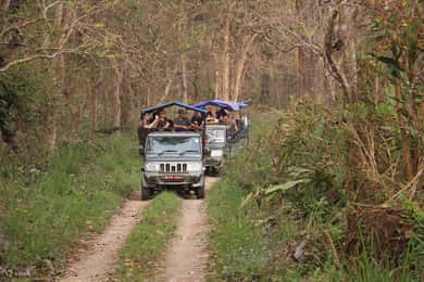 Chitwan: 1-Night Jungle Safari with Transfers from Kathmandu