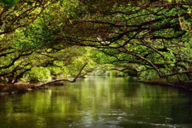 Tainan: Sicao Green Tunnel Scenic Boat Ride