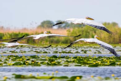 PREMIUM TOUR SMALL GROUP Bucharest: Day Trip to Danube Delta