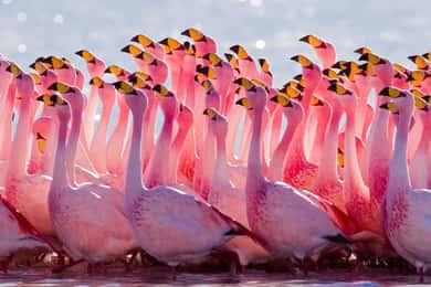From Uyuni: Geyser and Uyuni Salt Flats 3-Days | Flamingos |
