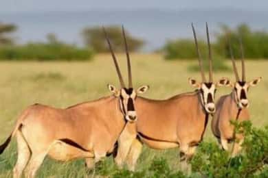 3-Day Wild Wonders and Nature, Awash National Park Tour