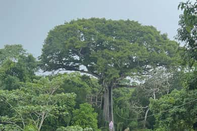Canopy Tower, Zipline, Kayak, and Monkey Island …