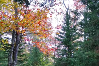 Bar Harbor: Acadia National Park Autumn Leaf Private Tour