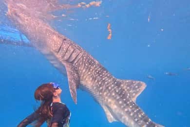 Cebu: Oslob Whale Shark Watching och Badian Canyoneering