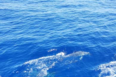 Oahu: Luxury Day Sailboat Charter