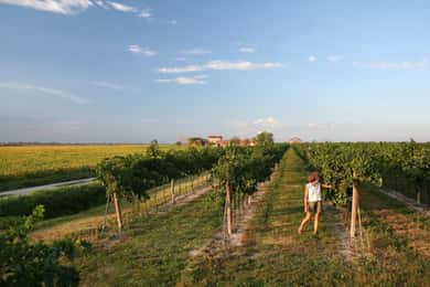 Wine Tour in the Hemingway lands close to Caorle Lagoon